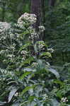 Joe Pye weed